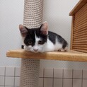飼い主決定！保健所収容：仮名・シャンシャン♀