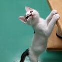 飼い主決定！保健所収容：仮名・ベビ♀