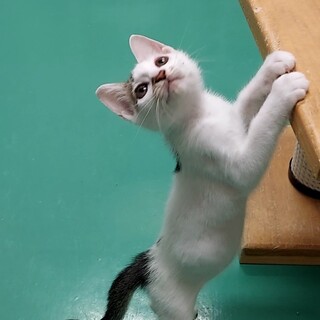 飼い主決定！保健所収容：仮名・ベビ♀