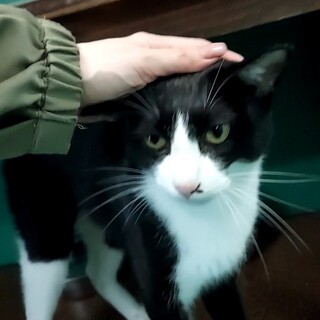 里親決定！保健所収容：仮名・フィリックス♂