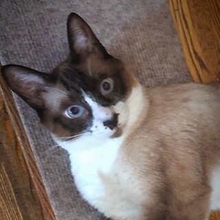 さんたくん  ラグドール風イケメンです