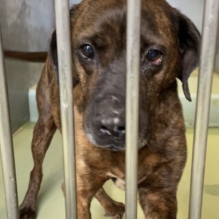 　お問い合わせはセントハウンドレスキューまで！