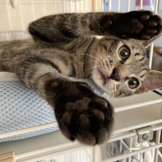 人慣れ甘えん坊可愛いキジトラ仔猫！募集停止