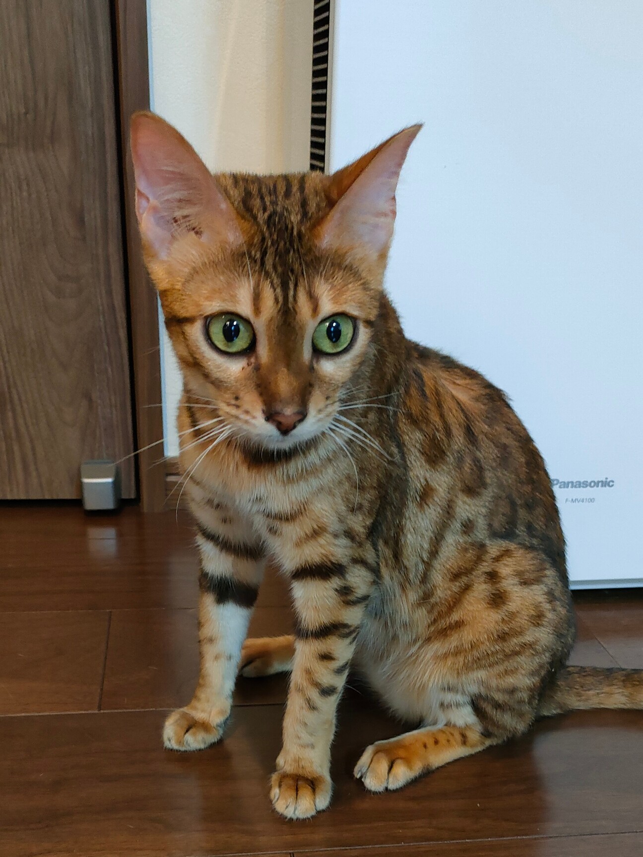 人馴れ抜群ベンガル女の子 大阪府 猫の里親募集 ペットのおうち 月間利用者150万人
