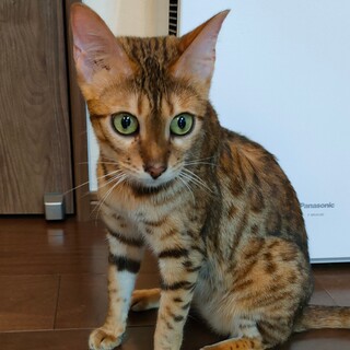 人馴れ抜群ベンガル女の子