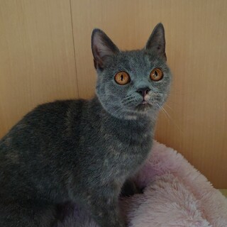 ブリティッシュのベルリオーズちゃん