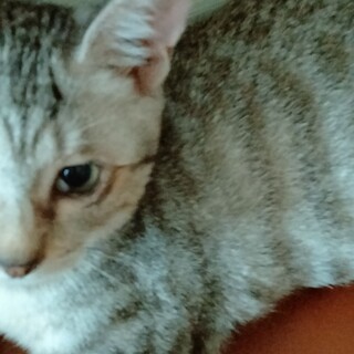 おっとり、甘えん坊のスミレちゃん