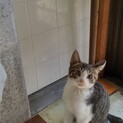 おめめの大きいキジ白くん