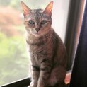 姉妹猫の里親募集中!