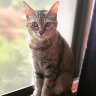 姉妹猫の里親募集中!