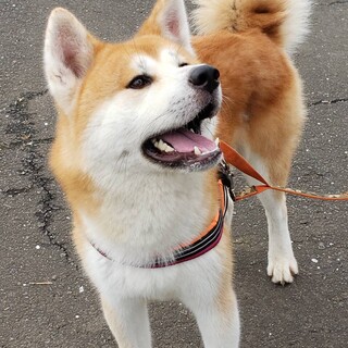 キリッとイケメン！中身は子供「若-ワカ」