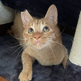 オレが楽しませてみせるで～な茶トラ男子