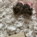ドワーフハムスター里親募集