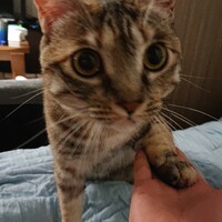 凛