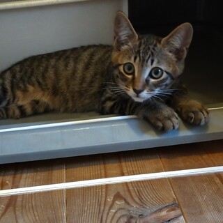 9/5 譲渡会参加猫　キジトラ　シマちゃん