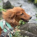 だいくん、飼主さんが亡くなり新しい家族を探してます