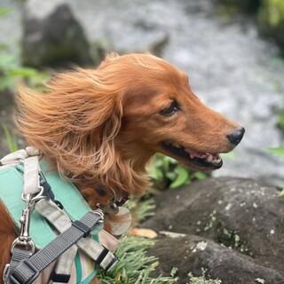 だいくん、飼主さんが亡くなり新しい家族を探してます