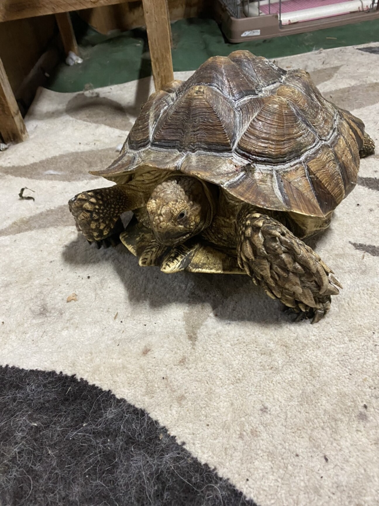 リクガメ飼育セット出品 ヘルマンリクガメ里親探しのため