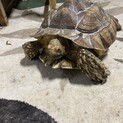 リクガメ(ケヅメリクガメ、ヒョウモンリクガメ)