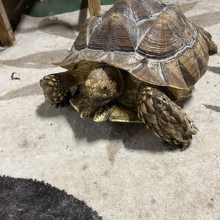 リクガメ(ケヅメリクガメ、ヒョウモンリクガメ)