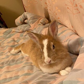 かわいい1歳のウサギ