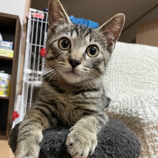 とっても甘えん坊なキジトラの男の子。２ヶ月半