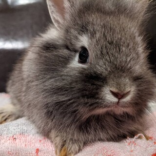 里親が決定しました！