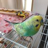 セキセイインコの雛です サムネイル2