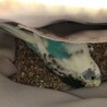 セキセイインコの雛です サムネイル3