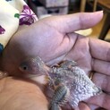 セキセイインコの雛です