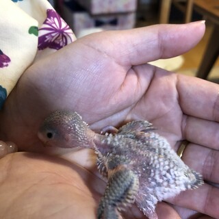 セキセイインコの雛です