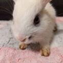 里親が決まりました！