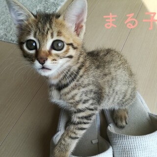 おっとり甘えん坊⭐️キジトラ女子まる子