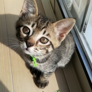 性格は穏やか⭐️キジトラ男子ボブ