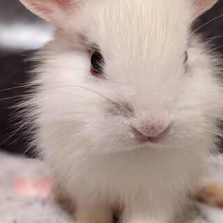 里親が決まりました！