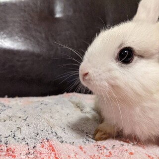 里親が決まりました！