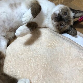 玄関までお出迎え　斗胡(とこ)くん　