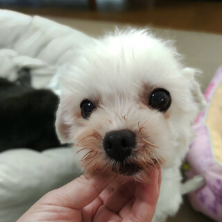 ベビーフェイスなマルチーズ　つぶあんちゃん