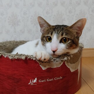 ブラッシング大好き！　奄美大島出身ニャンコです