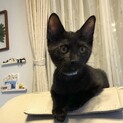 とにかく人懐っこい黒猫ナッツくん