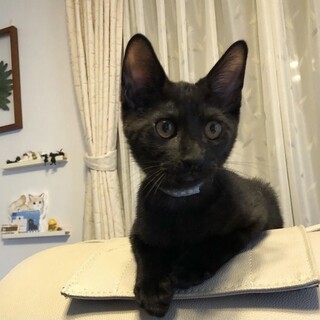 とにかく人懐っこい黒猫ナッツくん