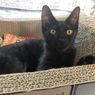 小柄で可憐な女の子！黒猫むぎちゃん