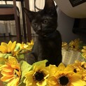 天真爛漫のイケニャン！黒猫チョコくん