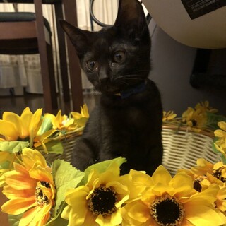天真爛漫のイケニャン！黒猫チョコくん