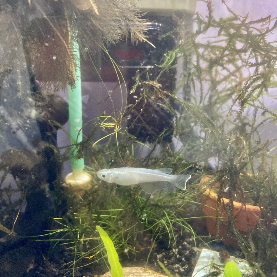 なしのカバー写真