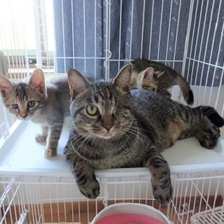 人も猫も大好き♡子猫と仲良し
