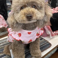 ココ