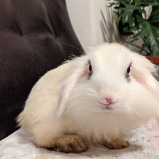 里親が決まりました！