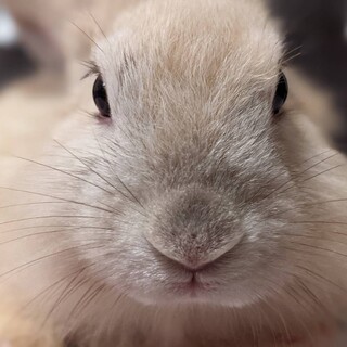 里親が決まりました！