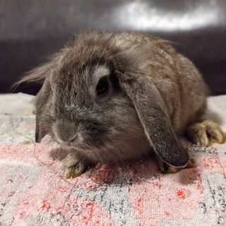 里親が決まりました！